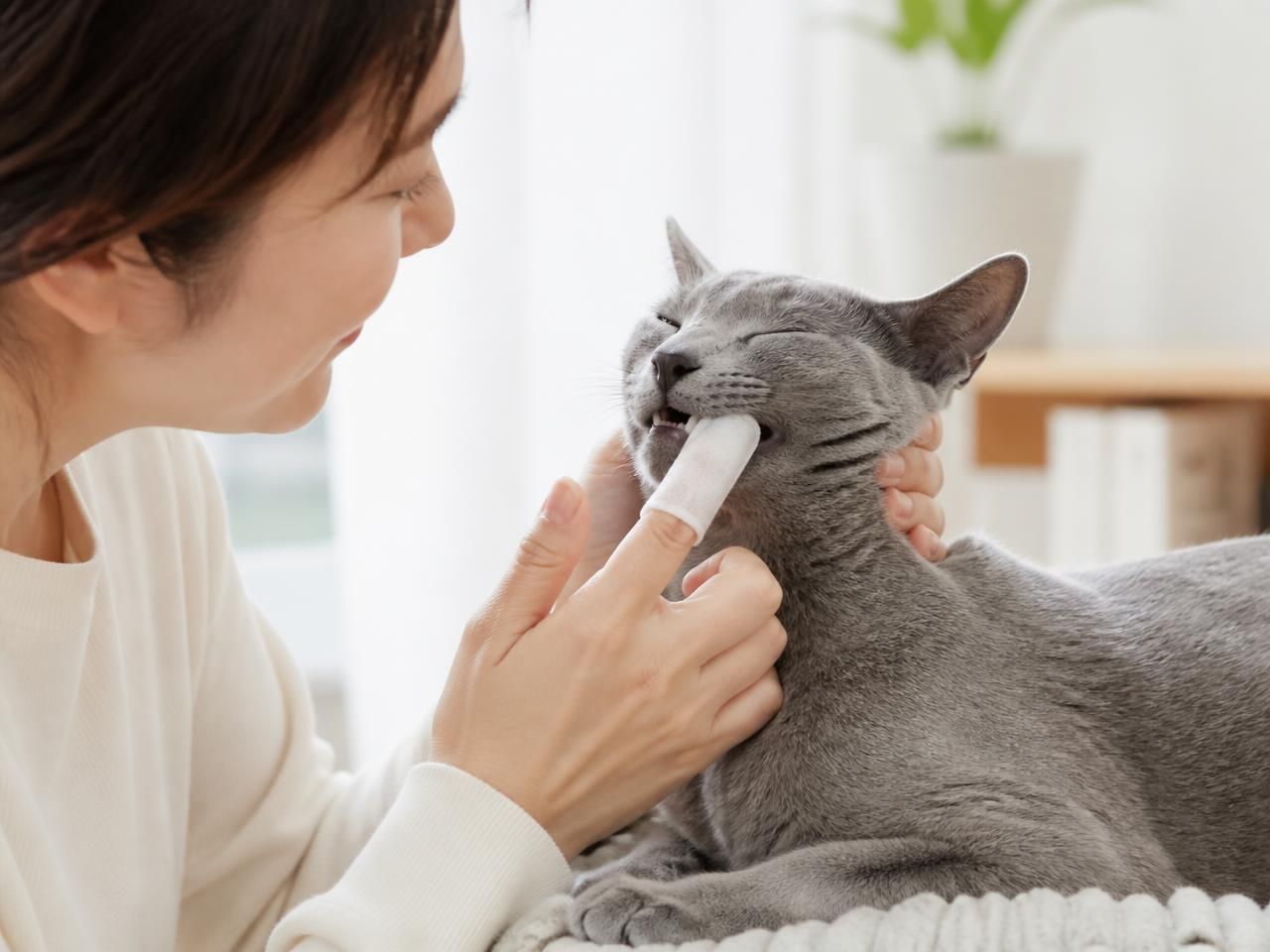 Cómo usar la toallita dental en un gato: colocarla en el dedo y limpiar suavemente